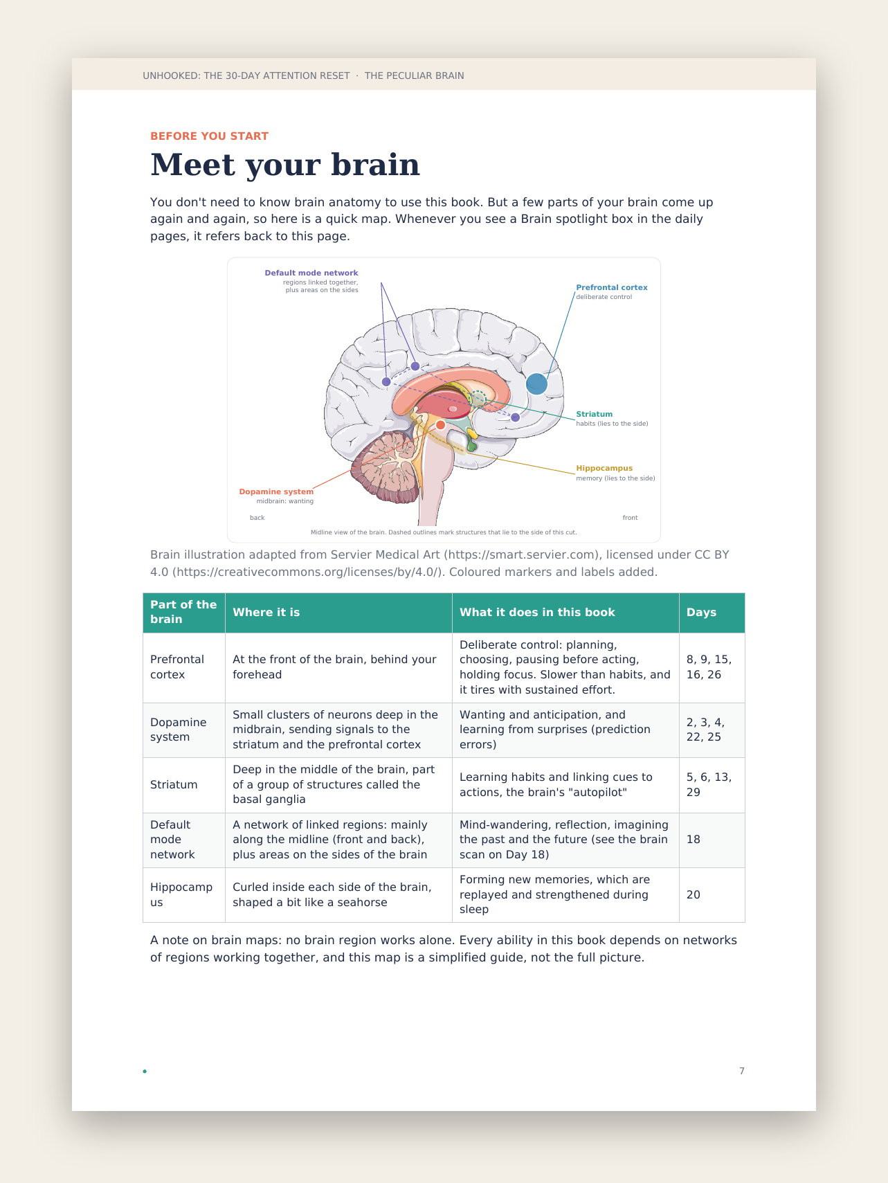 Meet your brain: the five brain areas you'll get to know